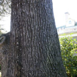 A tree near the Rust Mansion in Tacoma's North Slope Historic District could be a candidate for a register of historic trees. The City of Tacoma is currently revising its street tree ordinance and considering the creation of a heritage tree register. (PHOTO BY TODD MATTHEWS)