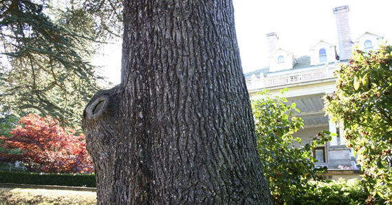 A tree near the Rust Mansion in Tacoma's North Slope Historic District could be a candidate for a register of historic trees. The City of Tacoma is currently revising its street tree ordinance and considering the creation of a heritage tree register. (PHOTO BY TODD MATTHEWS)