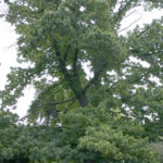 A Spanish Chestnut tree along North Sheridan Avenue is one of Tacoma's oldest trees. According to one historian, the tree dates back to between 1890 and 1910. The City of Tacoma is currently revising its street tree ordinance and considering the creation of a heritage tree register. (PHOTO BY TODD MATTHEWS)