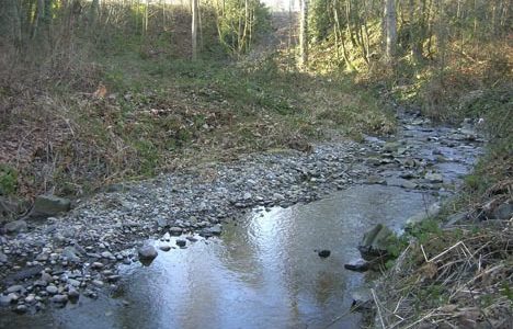 (PHOTOS COURTESY DAN FEAR / FIRST CREEK WATERSHED VOLUNTEERS)