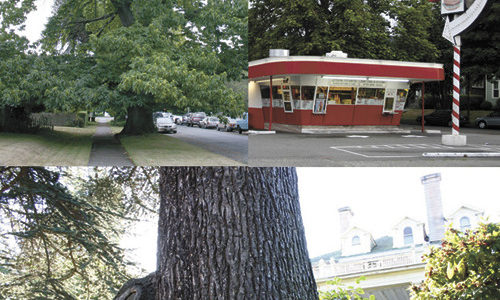 TOP LEFT: A large Spanish Chestnut tree located on a parking strip near North Sheridan Avenue and North Fifth Street. It is estimated the tree was planted between 1890 and 1910 as part of a street beautification project; TOP RIGHT: A Catalpa tree, also estimated to date back between 1890 and 1910, looms over Frisko Freeze; ABOVE: A Cedar of Lebanon tree located near the historic Rust Mansion on North I Street is estimated to date back between 1905 and 1910. (FILE PHOTOS BY TODD MATTHEWS)