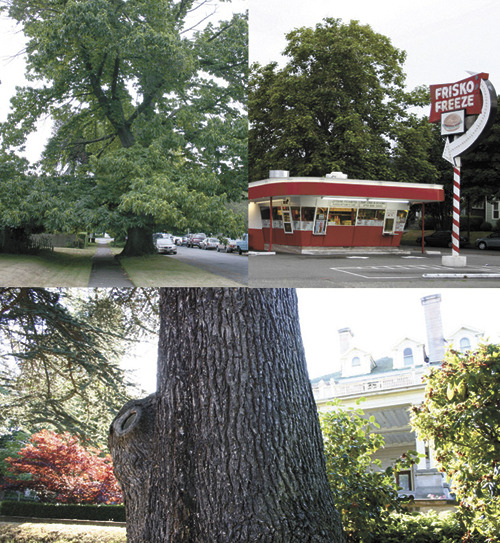 TOP LEFT: A large Spanish Chestnut tree located on a parking strip near North Sheridan Avenue and North Fifth Street. It is estimated the tree was planted between 1890 and 1910 as part of a street beautification project; TOP RIGHT: A Catalpa tree, also estimated to date back between 1890 and 1910, looms over Frisko Freeze; ABOVE: A Cedar of Lebanon tree located near the historic Rust Mansion on North I Street is estimated to date back between 1905 and 1910. (FILE PHOTOS BY TODD MATTHEWS)