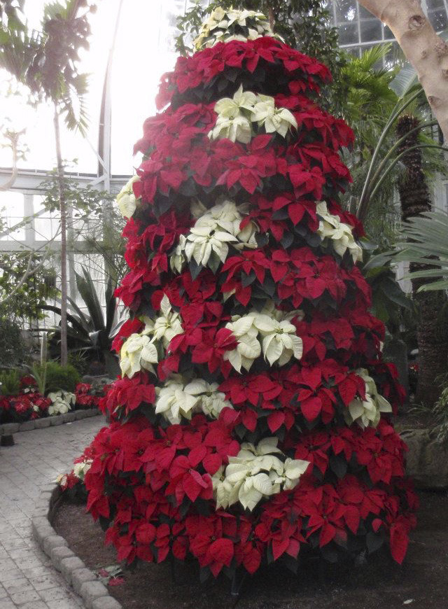 Celebrate Christmas Victorianstyle at Seymour Botanical Conservatory