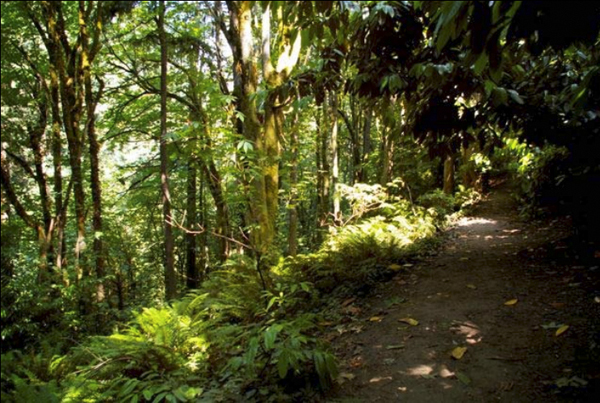 Tacoma conservation corridor. (IMAGE COURTESY CITY OF TACOMA)
