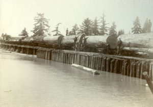 More than 150 logs are pulled across rail supported on short pilings in Marysville. Thousands of images were made of Washington State's extractive industries -- coal pulled out in cars, salmon piled mountain high and old growth logs felled in what seemed an unlimited harvest. This image was taken around 1900 by George W. Kirk who ran a studio in Everett. He came out to Washington originally as a fruit farmer but focused on photography later in life. (PHOTO COURTESY WASHINGTON STATE HISTORY MUSEUM)