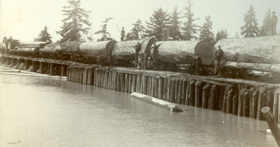 More than 150 logs are pulled across rail supported on short pilings in Marysville. Thousands of images were made of Washington State's extractive industries -- coal pulled out in cars, salmon piled mountain high and old growth logs felled in what seemed an unlimited harvest. This image was taken around 1900 by George W. Kirk who ran a studio in Everett. He came out to Washington originally as a fruit farmer but focused on photography later in life. (PHOTO COURTESY WASHINGTON STATE HISTORY MUSEUM)