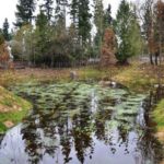 Pierce County recently completed work on a stormwater pond in the Fir Ridge neighborhood south of Bonney Lake. (PHOTO COURTESY PIERCE COUNTY)