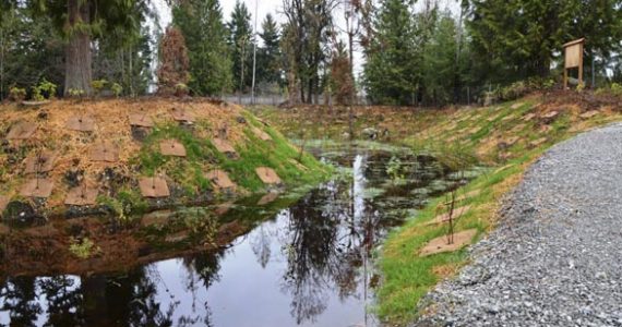 Pierce County recently completed work on a stormwater pond in the Fir Ridge neighborhood south of Bonney Lake. (PHOTO COURTESY PIERCE COUNTY)