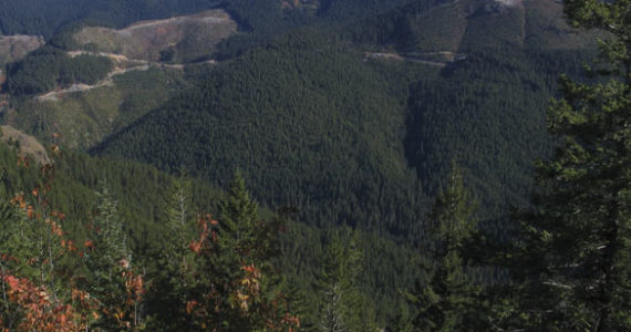 The ownership of some 344 acres of forest land along Sawmill Creek in the upper Green River Valley was recently transferred from Forterra to Tacoma Water. (PHOTO COURTESY FORTERRA)