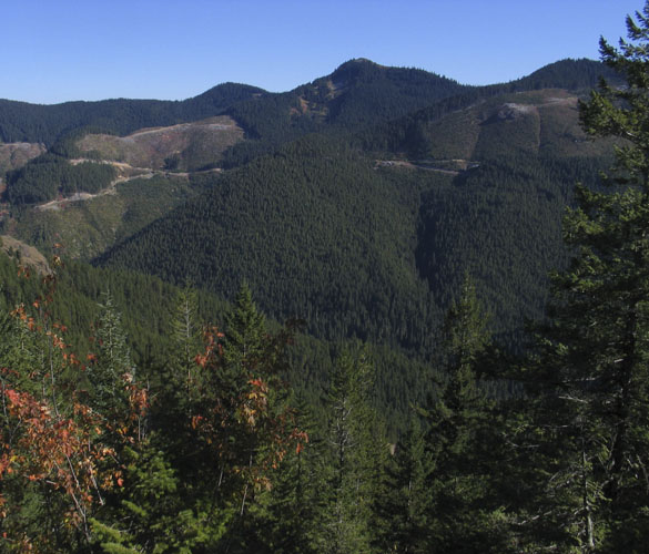 The ownership of some 344 acres of forest land along Sawmill Creek in the upper Green River Valley was recently transferred from Forterra to Tacoma Water. (PHOTO COURTESY FORTERRA)