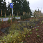 The first phase of Tacoma's Sprague Avenue enhancement project includes landscape improvements, better separation between South Sprague Avenue and the adjacent residential street known as residential Sprague, and a new neighborhood gateway sign. (PHOTO BY TODD MATTHEWS)