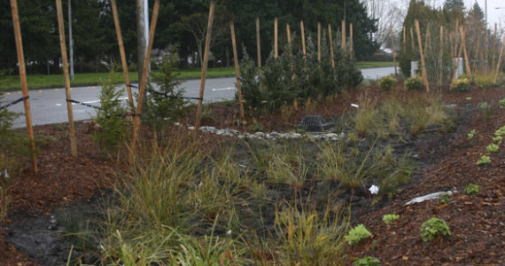 The first phase of Tacoma's Sprague Avenue enhancement project includes landscape improvements, better separation between South Sprague Avenue and the adjacent residential street known as residential Sprague, and a new neighborhood gateway sign. (PHOTO BY TODD MATTHEWS)