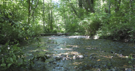 The City of Tacoma has applied for a grant to help preserve open space near Swan Creek (pictured) on Tacoma's East Side. (PHOTO COURTESY PIERCE COUNTY)