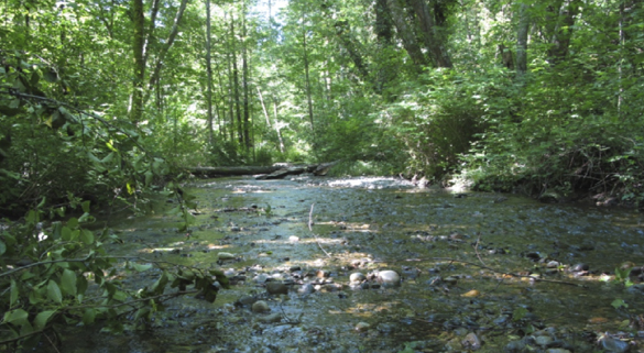 The City of Tacoma has applied for a grant to help preserve open space near Swan Creek (pictured) on Tacoma's East Side. (PHOTO COURTESY PIERCE COUNTY)