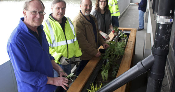 Port of Tacoma employees Al Cleaves, Tom Kress, Trevor Thornsely, and Lisa Yost helped plant one of four downspout treatment boxes at the Port's administration building April 19. Designed to filter heavy metals picked up by rainwater coming off the building's roof, the boxes keep pollutants from flowing into Commencement Bay. (PHOTO COURTESY PORT OF TACOMA)