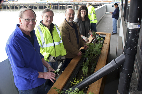 Port of Tacoma employees Al Cleaves, Tom Kress, Trevor Thornsely, and Lisa Yost helped plant one of four downspout treatment boxes at the Port's administration building April 19. Designed to filter heavy metals picked up by rainwater coming off the building's roof, the boxes keep pollutants from flowing into Commencement Bay. (PHOTO COURTESY PORT OF TACOMA)