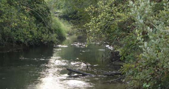 The Port of Tacoma has proposed developing a higher-quality habitat restoration to include forested wetlands and stream enhancements at Upper Clear Creek, a salmon-bearing stream in the Puyallup River watershed, as part of a tentative agreement it has reached with the U.S. Environmental Protection Agency over alleged wetlands violations. (PHOTO COURTESY PORT OF TACOMA)