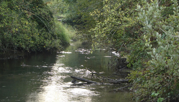 The Port of Tacoma has proposed developing a higher-quality habitat restoration to include forested wetlands and stream enhancements at Upper Clear Creek, a salmon-bearing stream in the Puyallup River watershed, as part of a tentative agreement it has reached with the U.S. Environmental Protection Agency over alleged wetlands violations. (PHOTO COURTESY PORT OF TACOMA)