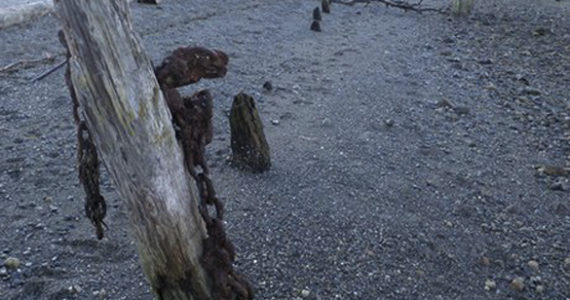 Pierce County to remove 200 derelict pier pilings from Chambers Creek beach