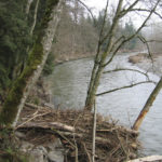 Puyallup River at South Fork Road. (PHOTO COURTESY PIERCE COUNTY)