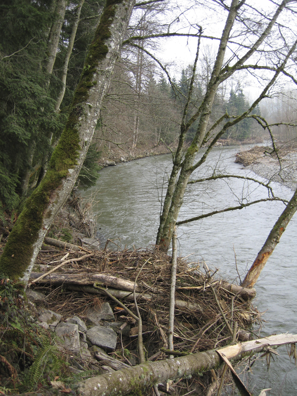 Puyallup River at South Fork Road. (PHOTO COURTESY PIERCE COUNTY)