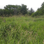 The nearly 17-acre Larchmont Wetland Reserve. (PHOTO COURTESY PIERCE COUNTY)