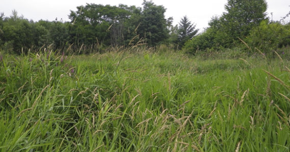 The nearly 17-acre Larchmont Wetland Reserve. (PHOTO COURTESY PIERCE COUNTY)