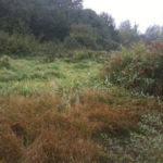 The nearly 17-acre Larchmont Wetland Reserve. (PHOTO COURTESY PIERCE COUNTY)