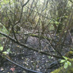 The nearly 17-acre Larchmont Wetland Reserve. (PHOTO COURTESY PIERCE COUNTY)