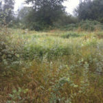 The nearly 17-acre Larchmont Wetland Reserve. (PHOTO COURTESY PIERCE COUNTY)