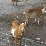 Foss Waterway Development Authority has hired Rent-A-Ruminant to bring a herd of approximately 60 goats to perform vegetation management services on several sites along Dock Street. (PHOTO BY TODD MATTHEWS)