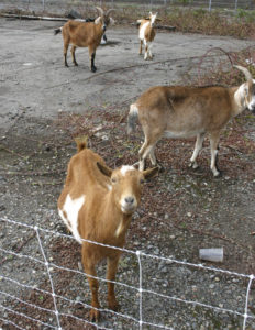 Foss Waterway Development Authority has hired Rent-A-Ruminant to bring a herd of approximately 60 goats to perform vegetation management services on several sites along Dock Street. (PHOTO BY TODD MATTHEWS)