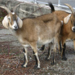 Foss Waterway Development Authority has hired Rent-A-Ruminant to bring a herd of approximately 60 goats to perform vegetation management services on several sites along Dock Street. (PHOTO BY TODD MATTHEWS)