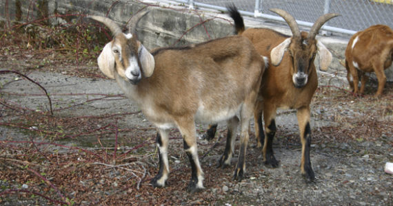 Foss Waterway Development Authority has hired Rent-A-Ruminant to bring a herd of approximately 60 goats to perform vegetation management services on several sites along Dock Street. (PHOTO BY TODD MATTHEWS)