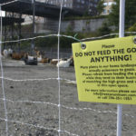 Foss Waterway Development Authority has hired Rent-A-Ruminant to bring a herd of approximately 60 goats to perform vegetation management services on several sites along Dock Street. (PHOTO BY TODD MATTHEWS)