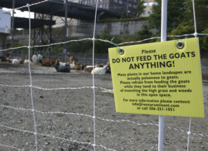 Foss Waterway Development Authority has hired Rent-A-Ruminant to bring a herd of approximately 60 goats to perform vegetation management services on several sites along Dock Street. (PHOTO BY TODD MATTHEWS)