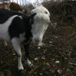 Foss Waterway Development Authority has hired Rent-A-Ruminant to bring a herd of approximately 60 goats to perform vegetation management services on several sites along Dock Street. (PHOTO BY TODD MATTHEWS)