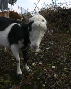 Foss Waterway Development Authority has hired Rent-A-Ruminant to bring a herd of approximately 60 goats to perform vegetation management services on several sites along Dock Street. (PHOTO BY TODD MATTHEWS)