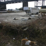 Foss Waterway Development Authority has hired Rent-A-Ruminant to bring a herd of approximately 60 goats to perform vegetation management services on several sites along Dock Street. (PHOTO BY TODD MATTHEWS)