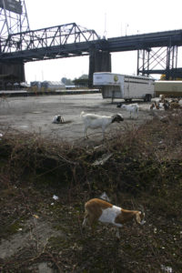 Foss Waterway Development Authority has hired Rent-A-Ruminant to bring a herd of approximately 60 goats to perform vegetation management services on several sites along Dock Street. (PHOTO BY TODD MATTHEWS)