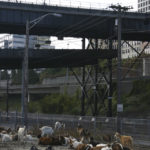 Foss Waterway Development Authority has hired Rent-A-Ruminant to bring a herd of approximately 60 goats to perform vegetation management services on several sites along Dock Street. (PHOTO BY TODD MATTHEWS)