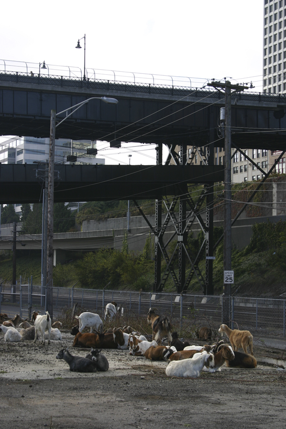 Foss Waterway Development Authority has hired Rent-A-Ruminant to bring a herd of approximately 60 goats to perform vegetation management services on several sites along Dock Street. (PHOTO BY TODD MATTHEWS)