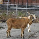 Foss Waterway Development Authority has hired Rent-A-Ruminant to bring a herd of approximately 60 goats to perform vegetation management services on several sites along Dock Street. (PHOTO BY TODD MATTHEWS)