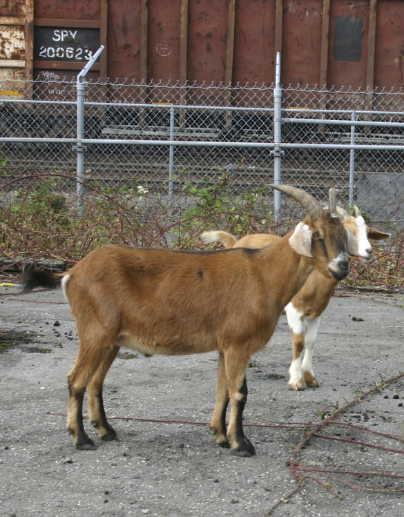 Foss Waterway Development Authority has hired Rent-A-Ruminant to bring a herd of approximately 60 goats to perform vegetation management services on several sites along Dock Street. (PHOTO BY TODD MATTHEWS)