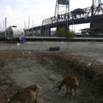 Foss Waterway Development Authority has hired Rent-A-Ruminant to bring a herd of approximately 60 goats to perform vegetation management services on several sites along Dock Street. (PHOTO BY TODD MATTHEWS)