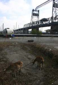 Foss Waterway Development Authority has hired Rent-A-Ruminant to bring a herd of approximately 60 goats to perform vegetation management services on several sites along Dock Street. (PHOTO BY TODD MATTHEWS)