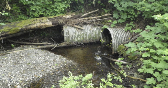 Pierce County is exploring a project that aims to provide water quality and fish passage improvements to the lower portion of Purdy Creek, which runs under 144th Street NW and near the Purdy Chevron gas station. (PHOTO COURTESY PIERCE COUNTY)