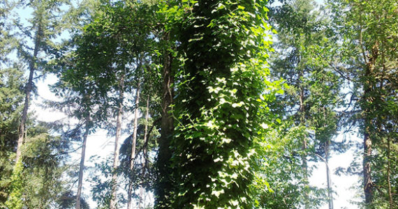 English ivy clings to a tree in the Pierce County's Pierce County's Bresemann Forest. On Monday, Puget SoundCorps crews will begin to remove the invasive plant. (PHOTO COURTESY PIERCE COUNTY)