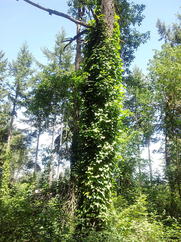 English ivy clings to a tree in the Pierce County's Pierce County's Bresemann Forest. On Monday, Puget SoundCorps crews will begin to remove the invasive plant. (PHOTO COURTESY PIERCE COUNTY)