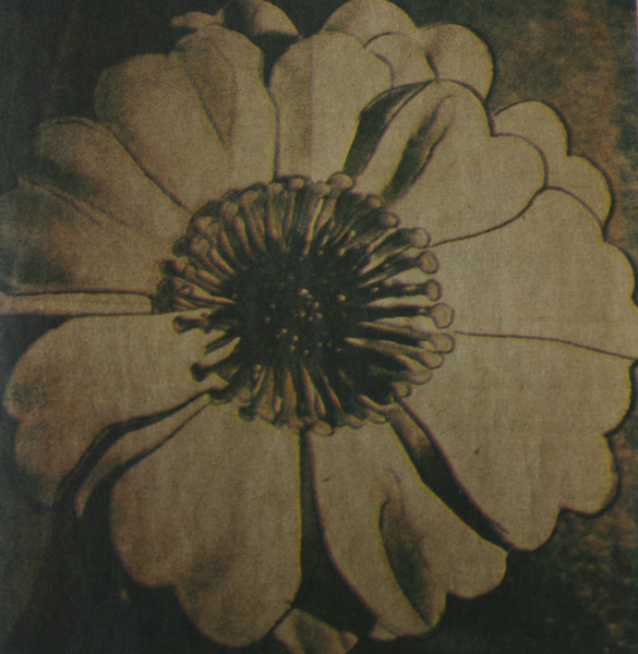 The Pop artist Andy Warhol was commissioned in the early 1980s to create original art for the Tacoma Dome. Warhol submitted this acetate version of a flower he designed for the iconic arena's roof. (IMAGE COURTESY CITY OF TACOMA)